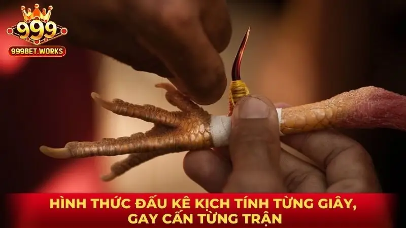 Hình thức đấu kê kịch tính từng giây, gay cấn từng trận
